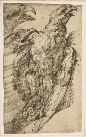 Bartolomeo Passerotti - Study of an eagle - Google Art Project