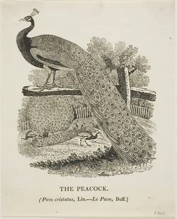 Peacock