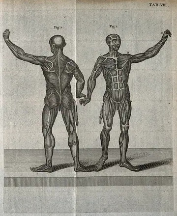 Two musclemen, viewed from the front and from the back. Engraving, 18th century. — Unknown artist