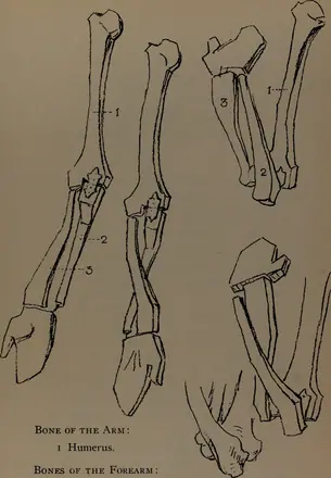 Constructive anatomy (1920) (20495784648)