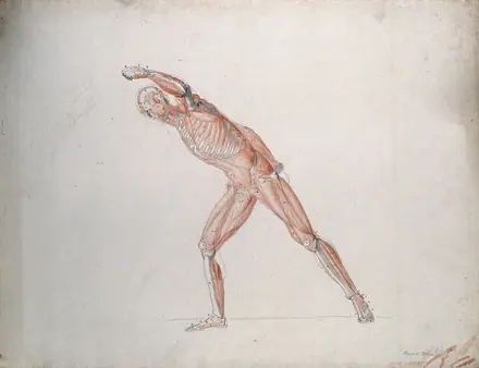 Skeletal and myologic structure of the 'Borghese Gladiator' statue: the figure is presented as an écorché. Ink and watercolour drawing by J.C. Zeller after J.G. Salvage, ca. 1833.
