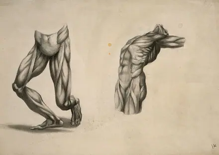 Muscles of the lower limbs and the trunk: two écorché figures. Pencil and ink wash drawing, after an unidentified work on anatomy, ca. 1830(?). — Unknown artist