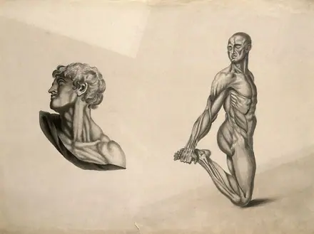 Écorché figure with right leg bent, holding foot behind him, and detail of a head and neck. Pencil and ink wash drawing, after an unidentified work on anatomy, ca. 1830(?). — Unknown artist