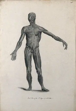 An écorché figure with left arm extended, seen from the front, showing the first layer of muscles. Pencil drawing, 1830/1835?, after line engraving by A. Bell, 1777/1778, after B.S. Albinus, ca. 1747.