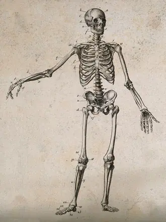 Human skeleton with left arm extended: front view. Engraving, ca. 1800. — Unknown artist