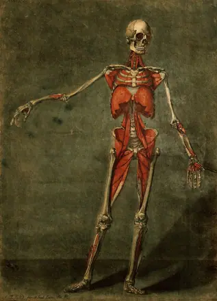 The muscles of the human body, fourth layer, seen from the front. Colour mezzotint by A. E. Gautier d'Agoty after himself, 1773.