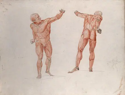 Skeletal and myologic structure of the 'Borghese Gladiator' statue: two figures presented as écorchés, with a small pencil sketch of a nude also included. Ink and watercolour drawing by J.C. Zeller af