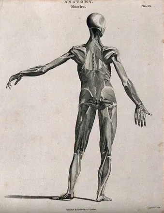 An écorché showing bones, with left arm extended to the side, seen from the back. Line engraving by Campbell, 1816/1821.