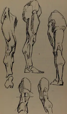 Constructive anatomy (1920) (20061381684)