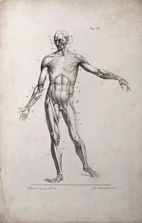 An écorché figure with left arm extended, seen from the front. Lithograph by Battistelli after C. Squanquerillo, 1836. — Squanquerillo, Costantino