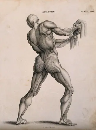 An écorché pulling down on a rope (?), seen from the back. Line engraving by Kirkwood & Sons, after W. Cowper, 1813.