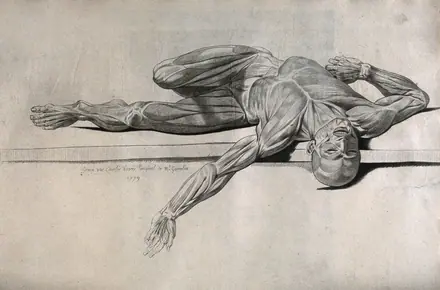 An écorché figure, lying supine on a slab, with its left arm extended. Stipple print by Lavalée after J. Gamelin, 1779.