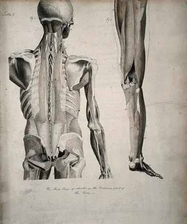 Left, muscles of the head and trunk (back view); right, muscles of the thigh and leg (back view). Coloured drawing, 18--. — Unknown artist