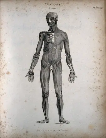 A standing male écorché figure: front view. Engraving by T. Milton, 1804.