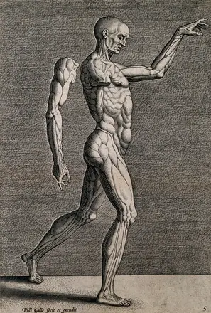 A walking écorché in right profile with his right arm detached and suspended behind him. Engraving by Philip Galle. — Philip Galle