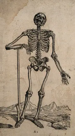 A standing skeleton, seen from the front, resting the bones of his lower right arm on the handle of a spade. Woodcut, 1543.