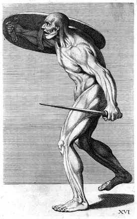 C. Cesio, "Cognitione de muscoli...", human muscles — Unknown artist