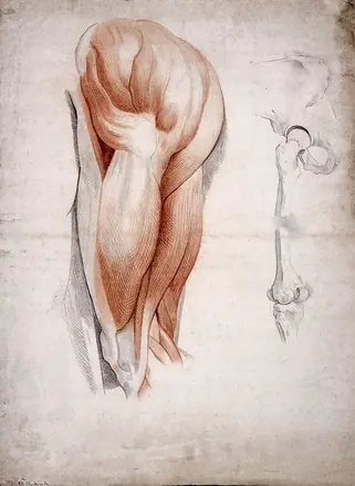 The bones and muscles of the hip and thigh. Drawing, 1841. — Unknown artist