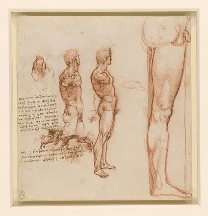 Leonardo da Vinci - RCIN 912640, The muscles of the shoulder, torso and leg, and a skirmish c.1506-8 — Leonardo da Vinci