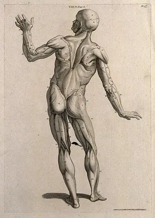 A man, écorché, in the pose of an orator: posterior view. Line engraving by A. Bell after W. Cowper, 1798.