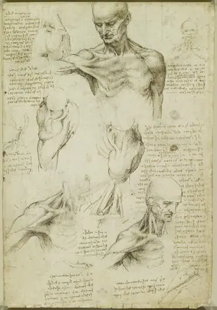 Leonardo da Vinci - RCIN 919003, Recto The superficial anatomy of the shoulder and neck — Leonardo da Vinci