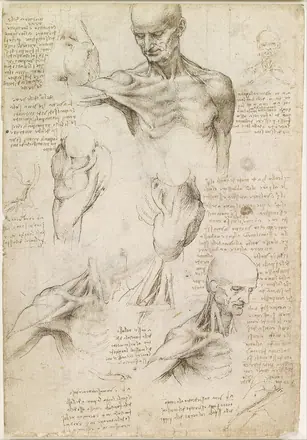 Leonardo da Vinci - Superficial anatomy of the shoulder and neck (recto) - Google Art Project — Leonardo da Vinci
