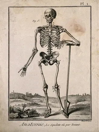 A human skeleton, seen from the front, resting the bones of his left forearm on a spade handle, after Vesalius. Engraving by Benard, 1779, after a woodcut, 1543.