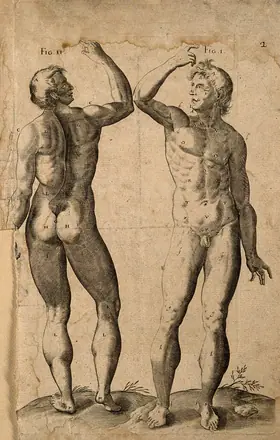 Two male nudes in the same pose, with a raised right arm, seen from the front and the back. Engraving. — Juan Valverde de Amusco