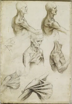 Leonardo da Vinci - RCIN 919001, Verso The superficial anatomy of the shoulder and neck c.1510-11 — Leonardo da Vinci