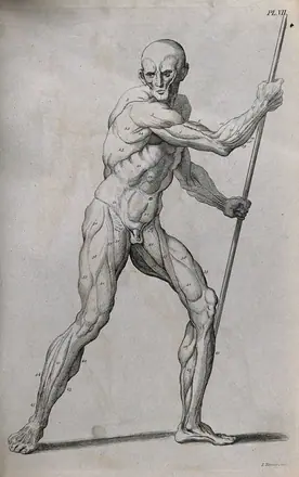 An écorché figure holding a spear, with left leg bent, seen from the right side. Line engraving by J. Tinney, 1743, after W. Cowper.