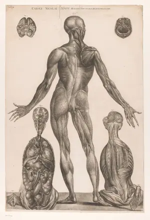 Anatomische studie van de achterzijde van het lichaam, RP-P-1907-5421 — Unknown artist