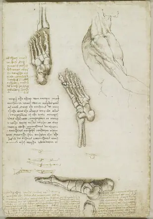 Leonardo da Vinci - RCIN 919000, Recto The bones of the foot — Leonardo da Vinci