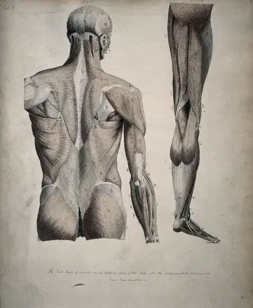 Left, muscles of the head and trunk (back view); right, muscles of the thigh and leg (back view). Coloured drawing, 18--. — Unknown artist