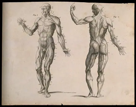 Two écorché figures, front and back views. Line engraving by Kirkwood & Sons, 1790/1810(?). — Kirkwood & Sons