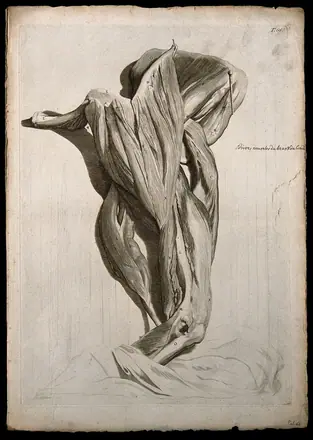 Muscles of the shoulder, upper and lower arm. Engraving after G. de Lairesse, 1739.