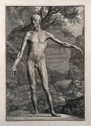 An écorché figure, front view, with left arm extended, showing the outermost layers of the muscles. Line engraving by J. Wandelaar, 1739.