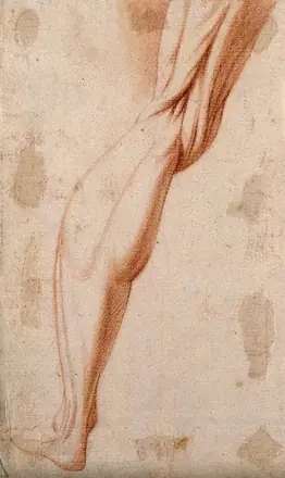 Muscles of the left leg. Red-chalk drawing, 17th century. — Unknown artist