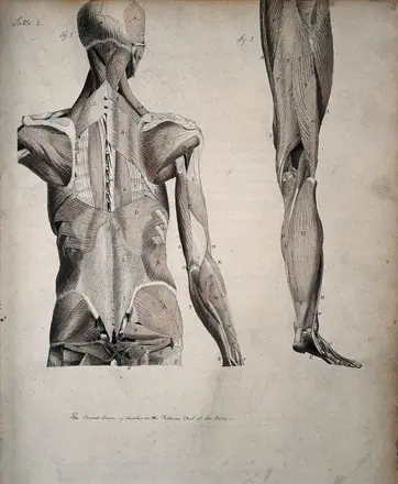 Left, muscles of the head and trunk (back view); right, muscles of the thigh and leg (back view). Coloured drawing, 18--. — Unknown artist