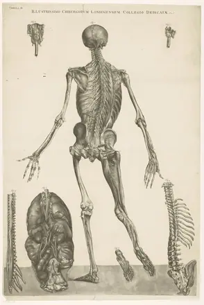 Anatomische studie man, van achteren gezien, RP-P-1907-5418 — Unknown artist