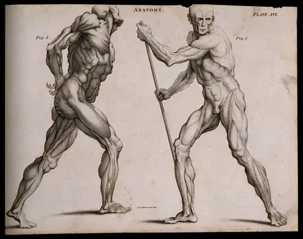 Two écorchés, one walking with the aid of a staff grasped with both hands, seen from the left side; the other walking with hands fastened (?) behind back, seen from the right side. Line engraving by K — William Cowper