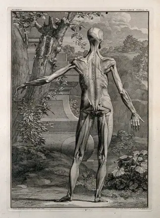 An écorché figure, back view, with left arm extended, showing the second order of muscles. Line engraving by J. Wandelaar, 1741.