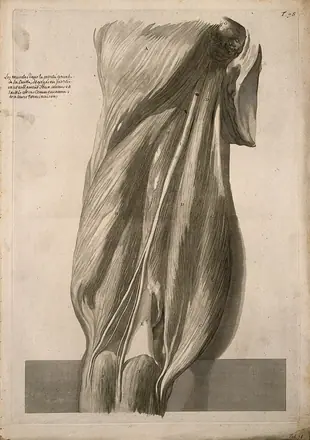 A back view of the muscles of the thigh, intact but slightly separated from each other. Engraving after G. de Lairesse, 1739.