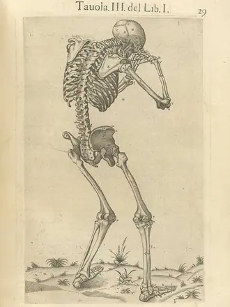 Becerra-anatomia del corpo humano