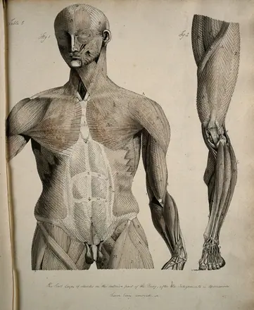 Left, muscles of the head and trunk (front view); right, muscles of the thigh and leg (front view). Coloured drawing, 18--. — Unknown artist