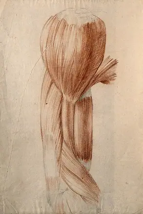 Muscles of the upper arm and shoulder. Red chalk and pencil drawing by or associated with A. Durelli, ca. 1837.