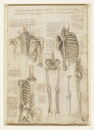 Leonardo da Vinci - RCIN 919012, Recto The skeleton — Leonardo da Vinci