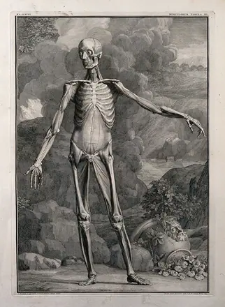 An écorché figure, front view, with left arm extended, showing the third order of muscles. Line engraving by J. Wandelaar, 1741.