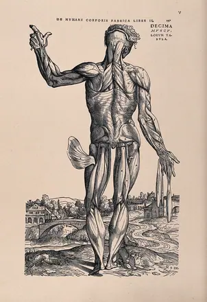 Muscle man, in a landscape, seen from the back. Photolithograph, 1940, after a woodcut, 1543. — Andreas Vesalius