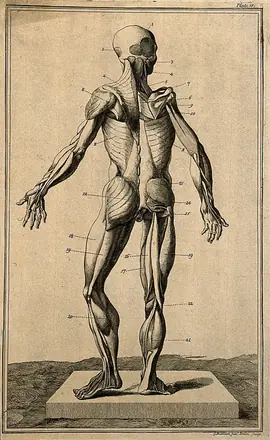 The muscles of the human body, seen from the front, after Eustachius. Etching by G. Bickham, 1743, after himself, after an engraving, c. 1552.