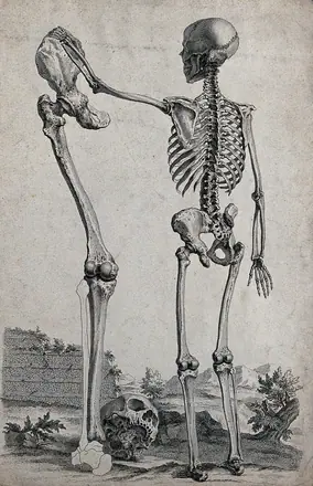 A skeleton standing in a landscape, reaching out to touch the pelvis of a standing lower limb of much greater size. Engraving  by W. Cheselden, 1733. — William Cheselden